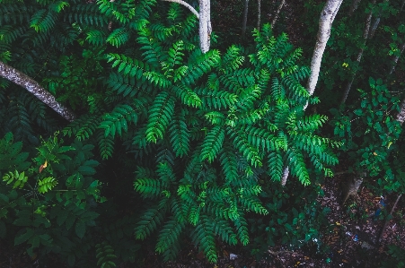 Green vegetation terrestrial plant nature Photo