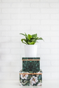 Flowerpot houseplant green plant Photo