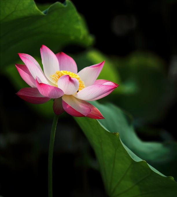 Flower lotus sacred flowering plant