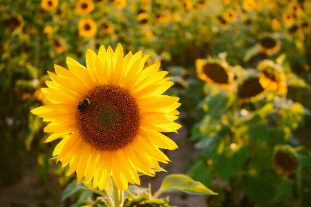 Flower sunflower flowering plant yellow Photo