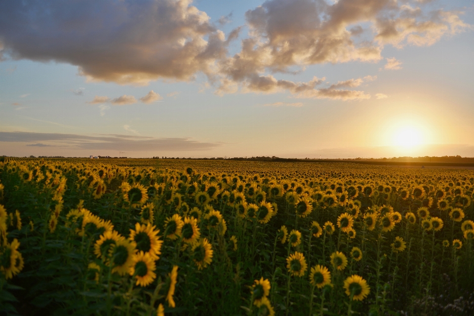 Girasole cielo campo natura