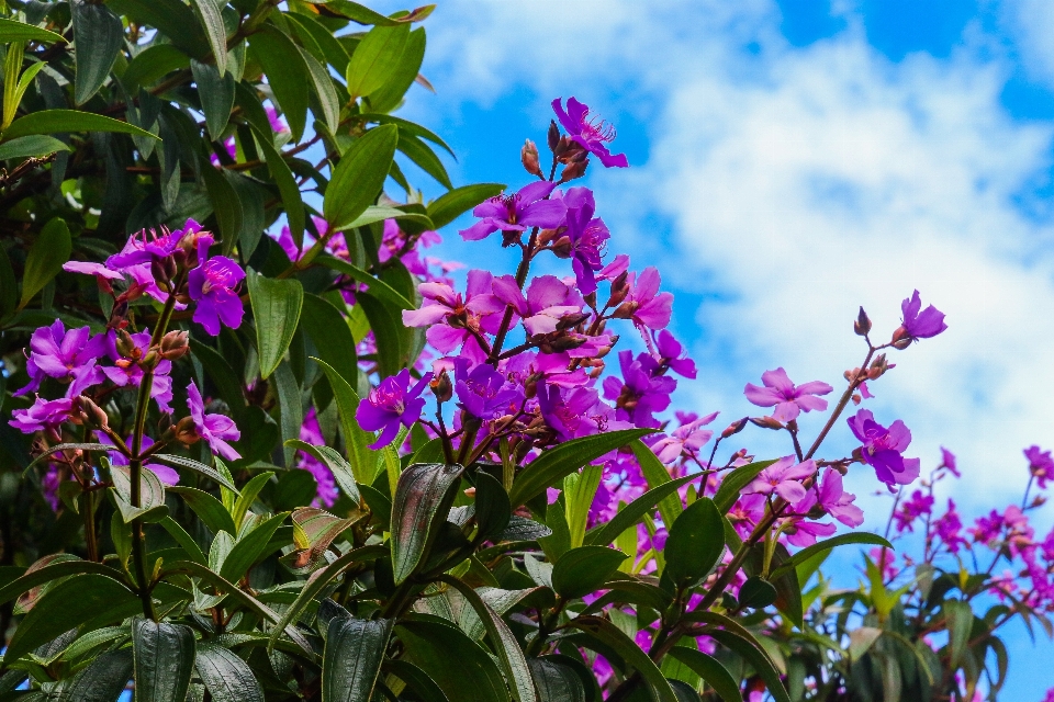 Flor planta com flor
 plantar roxo