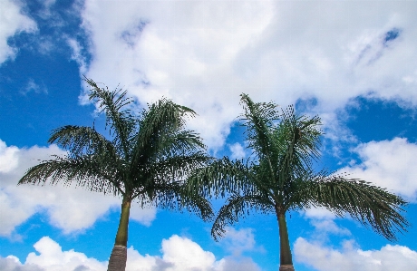 Sky tree daytime palm Photo