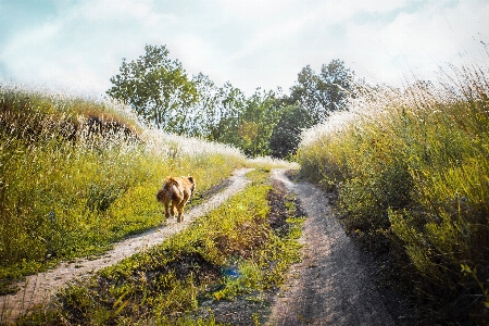 Nature wildlife vegetation grass Photo