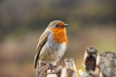 Robin bird blurred background vertebrate Photo