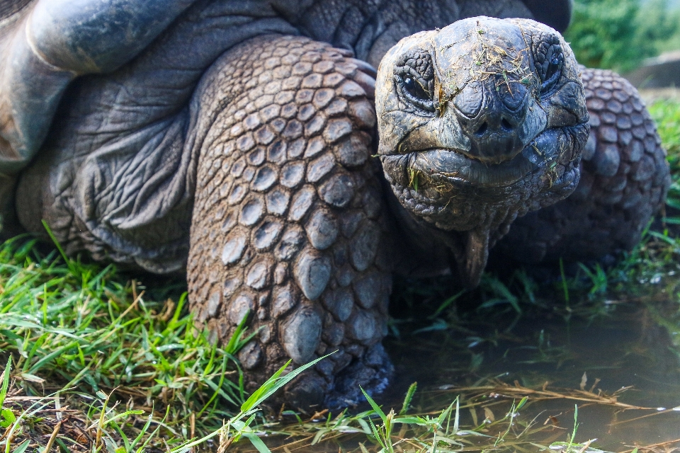 Tortuga vertebrado
 galápagos
 reptil