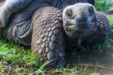 Photo Tortue vertébré
 des galapagos
 reptile