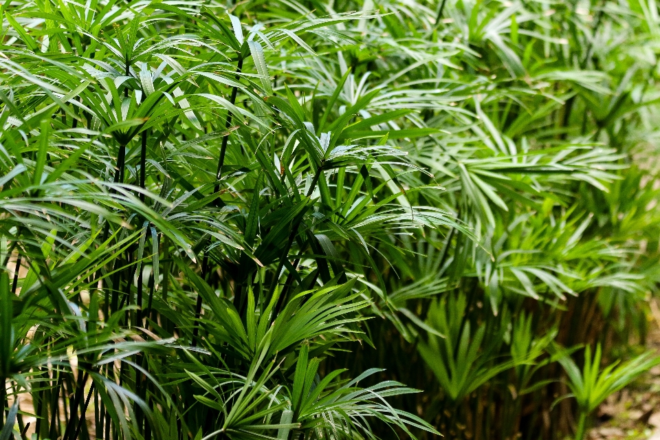 Planta terrestre
 vegetación césped