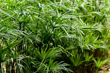 Anlage landpflanze
 vegetation gras Foto