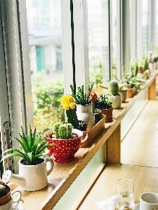 White houseplant window flowerpot Photo