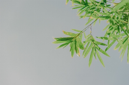 Green leaf plant tree Photo