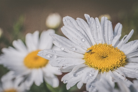 Flower oxeye daisy flowering plant Photo