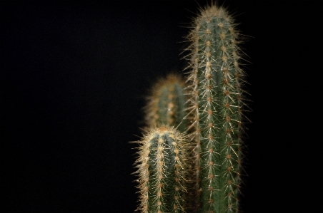 Photo Cactus
 végétation plante terrestre
 les épines