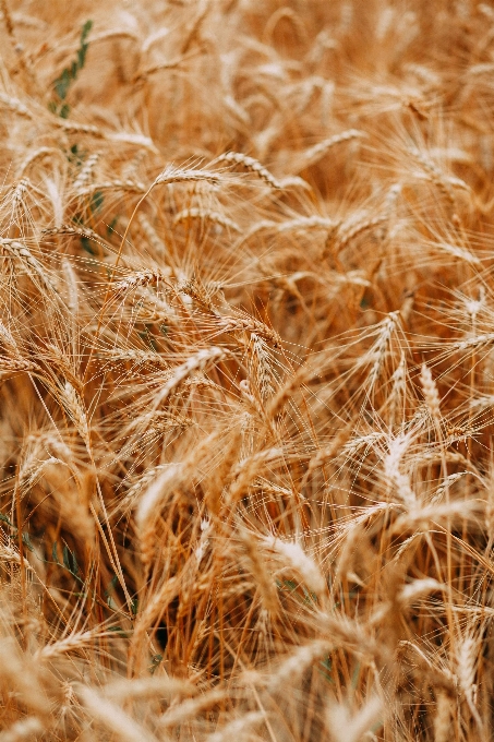 Rye food grain malt barley