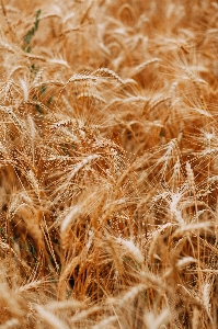 Rye food grain malt barley Photo