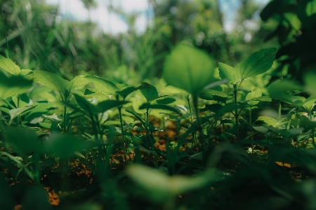 Green nature leaf vegetation Photo