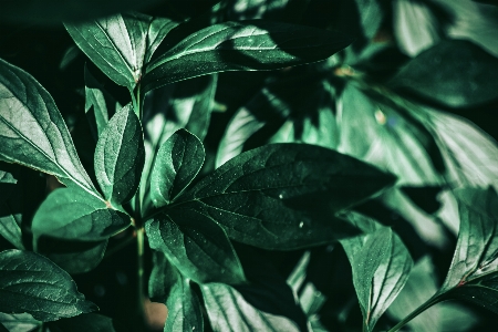 Leaf black and white flower green Photo