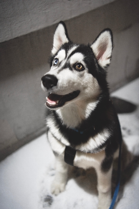 Cachorro husky siberiano
 mamífero vertebrado
