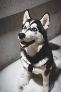 Dog siberian husky mammal vertebrate Photo