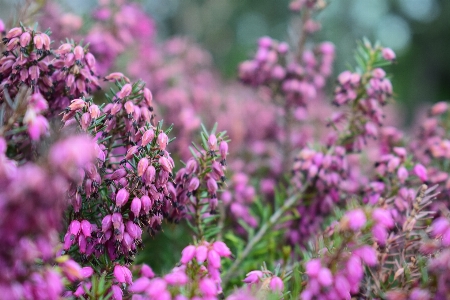 Blühende pflanze
 blume anlage rosa Foto