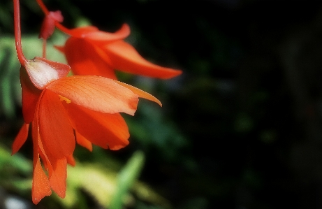 Blume blühende pflanze
 anlage blütenblatt Foto