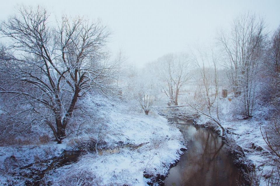 Winter snow water tree