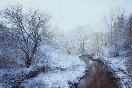 Winter snow water tree Photo