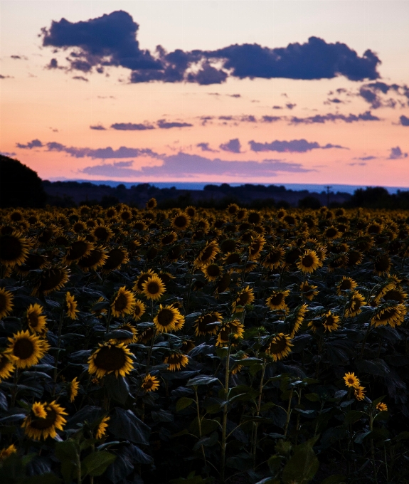 Sky nature natural landscape field