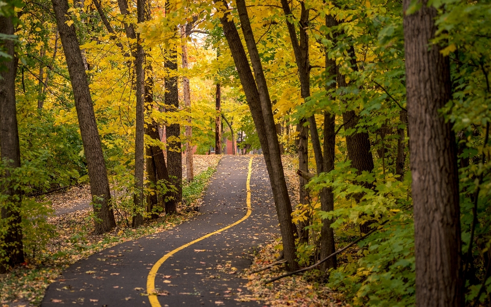 Forest bike lane fall