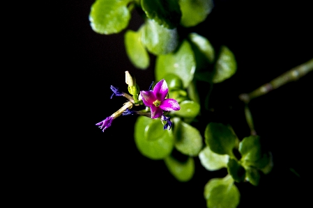 花 植物 大きい 壁紙 写真