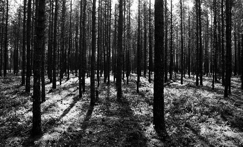 Foto Pohon hutan lingkungan alami
 alam