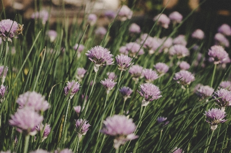 Blühende pflanze
 blume anlage schnittlauch
 Foto