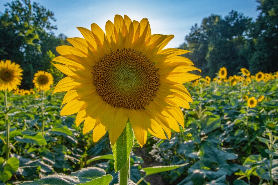 Flor girasol planta floreciendo
 cielo