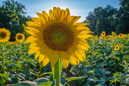 Flower sunflower flowering plant sky Photo