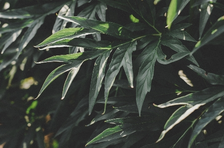 葉 植物 陸上植物
 木 写真