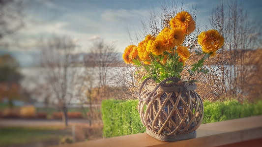 Flower flowerpot vase yellow Photo