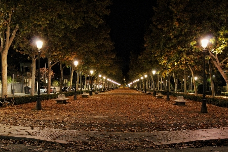 Gece sokak lambası
 aydınlatma ağaç Fotoğraf