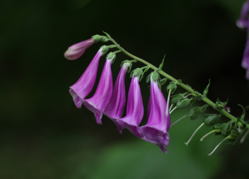 Flower plant pink purple