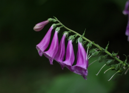 Flower plant pink purple Photo