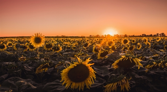 Sunflower sky nature flower Photo