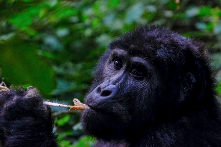 Mammal vertebrate primate common chimpanzee Photo