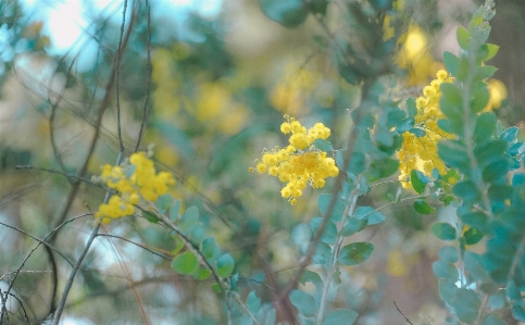 Flower yellow plant spring Photo