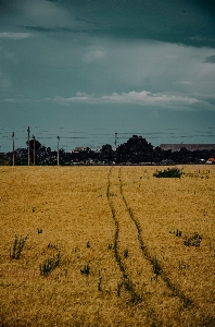 Sky field yellow cloud Photo