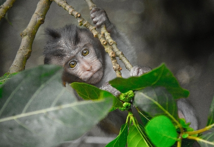 Foto Foglia occhio organismo ramo