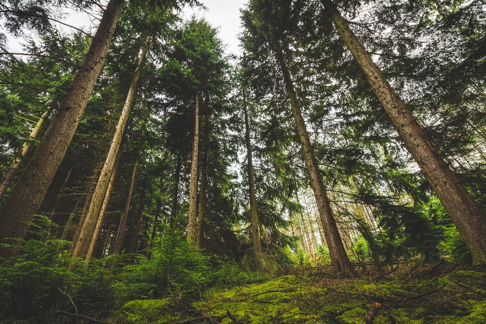 Albero foresta vecchia di crescita
 ambiente naturale
