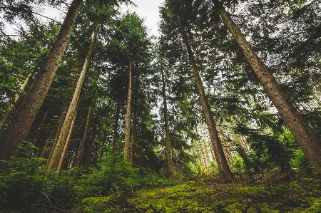 Tree forest old growth natural environment Photo