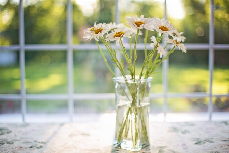 Flower yellow cut flowers plant Photo