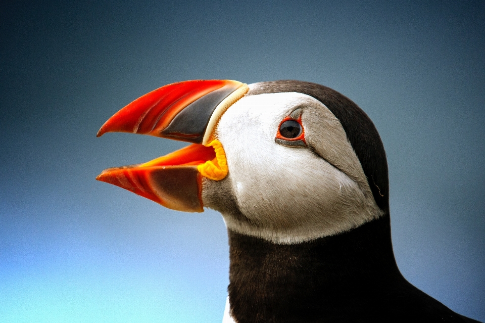 鳥 脊椎動物
 ツノメドリ
 嘴