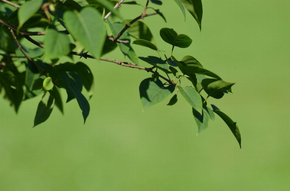 Leaf tree green branch