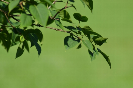 Blatt baum grün zweig Foto